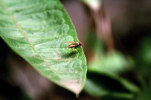 Common fly Stock Photos
