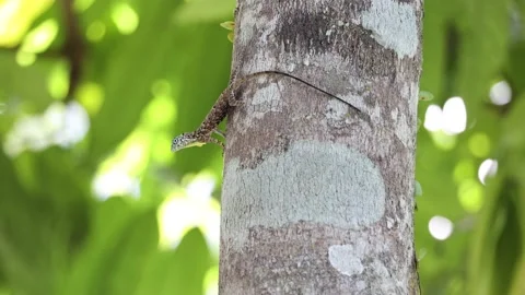 Common Flying Draco moving off Stock Footage 195941314