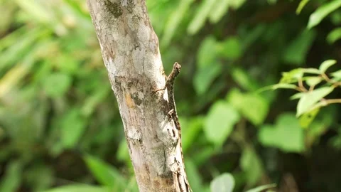 Common Flying Dragon Catching and Swallowing Bug on Tree Bark Stockbeeldmateriaal 345175436