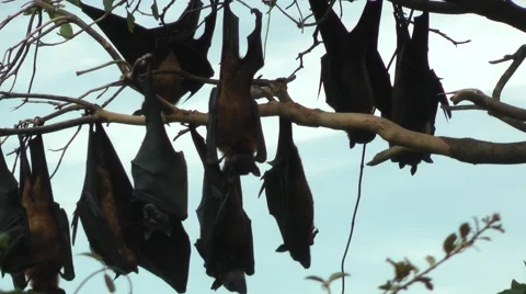 Common Flying Fox Video stock 64802013