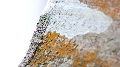 Common Flying Lizard staying still Stock Footage 195940928