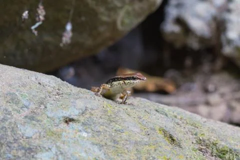 Common Forest Skink in forest Stock Photos