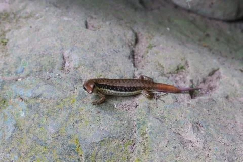 Common Forest Skink in forest Stock Photos
