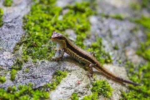 Common Forest Skink in forest Foto stock
