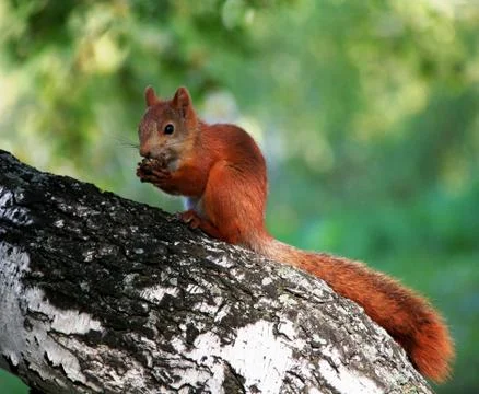 Common forest squirrel in the forest park Stock Photos
