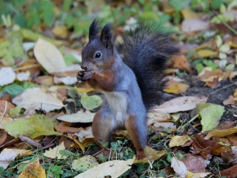 Common forest squirrel in the forest park Foto stock