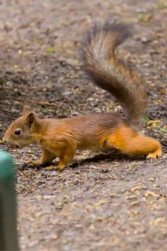 Common forest squirrel in the forest park Stock Photos