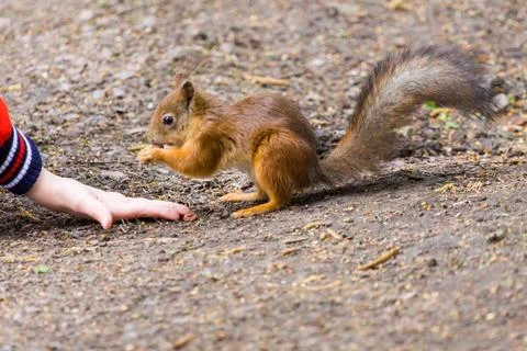Common forest squirrel in the forest park Stock Photos