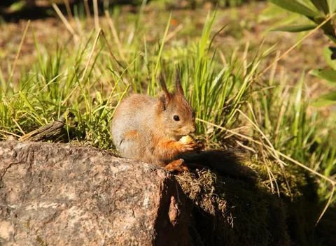 Common forest squirrel in the forest park Foto stock