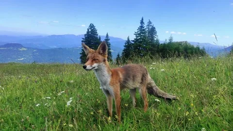 Common fox on alpine pasture in the mountains of Romania Video stock 280031476