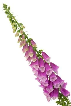 Common foxglove Foto stock