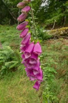 Common foxgloves flowers Stock Photos
