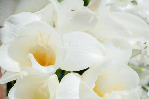 Common freesia refracta Stock Photos