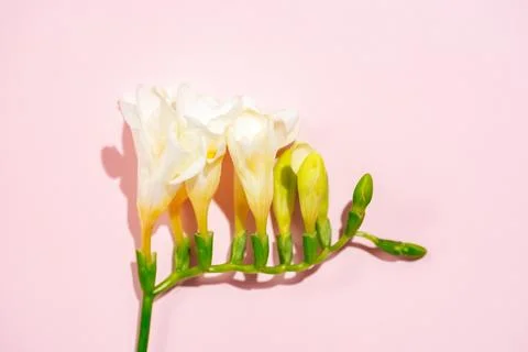 Common freesia refracta Stock Photos