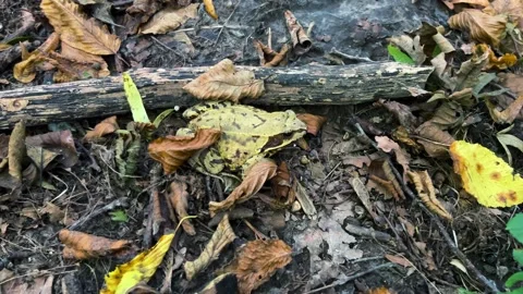 A common frog among fallen leaves and branches in an autumn forest.	 Stock Footage 318978672