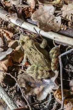 Common frog basking on a bed of dried leaves in a forest environment during.. Stock Photos