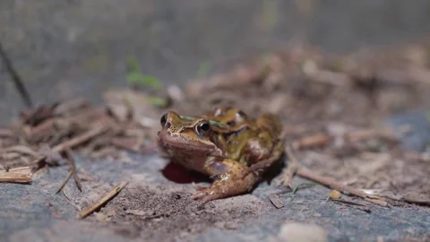 Common Frog Blocked By Urban Curb While Attempting Road Crossing During Stock Footage 333175630