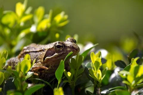 Common frog on buxus bush Stock Photos