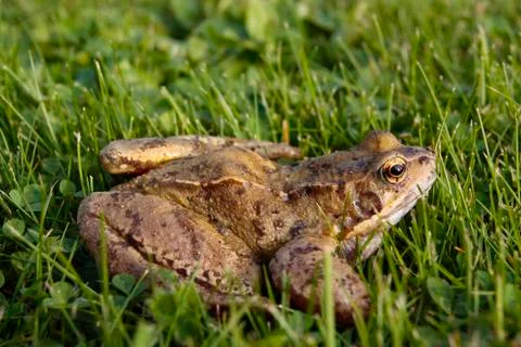 Common frog closeup Stock Photos