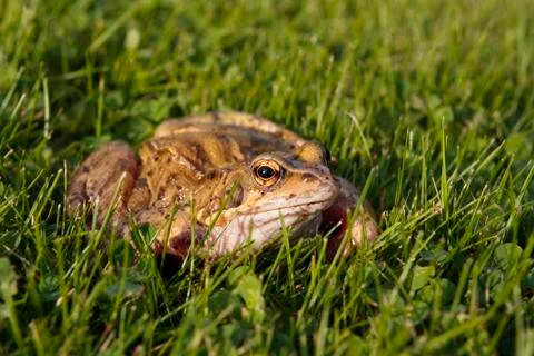 Common frog closeup Stock Photos