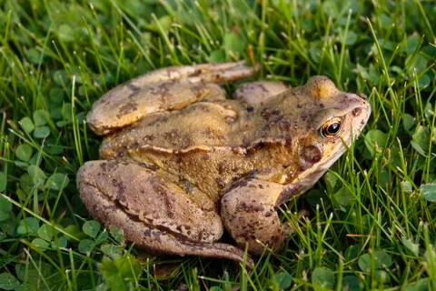 Common frog closeup Stock Photos