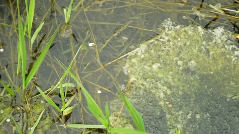 Common frog clump eggs pond water Rana temporaria spawning stream plenty Видео 341682816