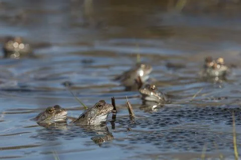 Common frog, common frog, rana temporaria, amphibians, courtship, courtship Stock Photos