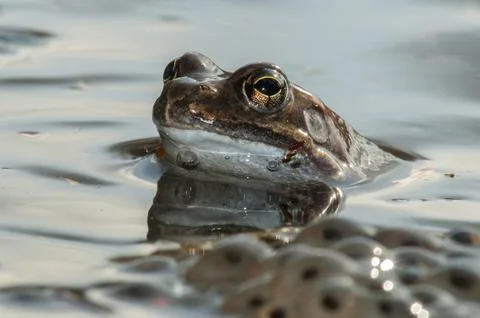 Common frog, common frog, rana temporaria, amphibians, amphibians, frog, frogs, Stock Photos