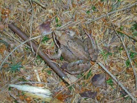 Common frog on conifer needle forest floor, Central European woodland Stock Photos