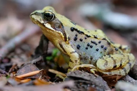 Common Frog on deciduous forest floor 库存照片