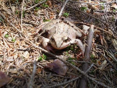 Common frog on forest floor in dappled light, close-up portrait Stock Photos