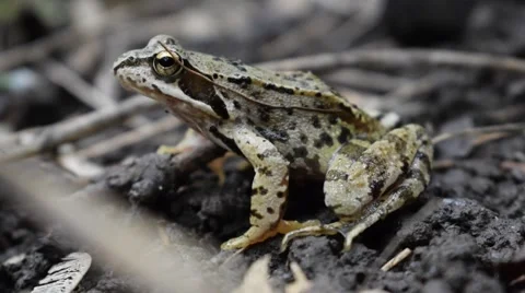 Common frog in the forest Stock Footage 65458284