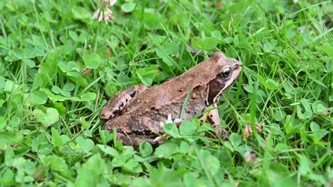 Common frog in the garden, closeup Stock Footage 247301016