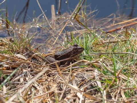 Common frog in the grass on the edge of a body of water Stock Photos