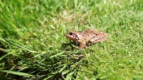 A common frog on grass Stock Footage 122175760