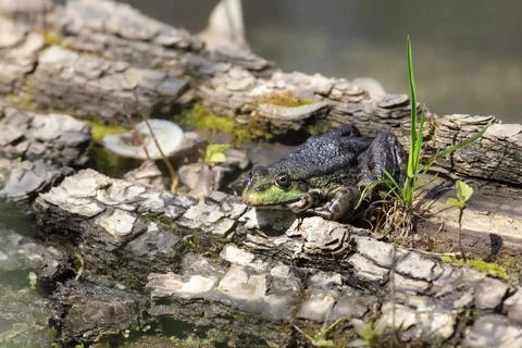 Common frog.A Green Frog is resting on a log in the pond basking in the sun. Stock Photos
