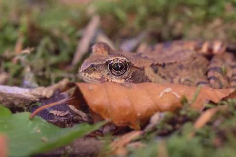 Common Frog hides behind a leaf Фото