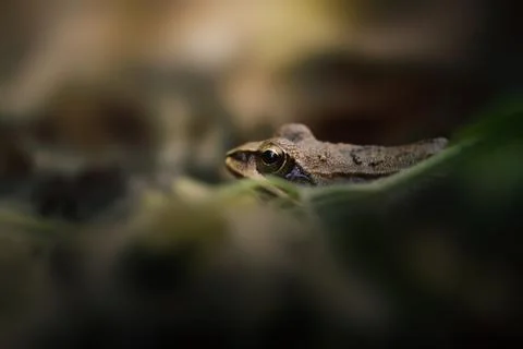 Common Frog hiding in moss, macro close-up, dark forest. Stock-Fotos
