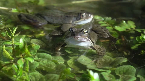 A common frog looks at the camera in semi close-up than a second comes in Stock Footage 217847548