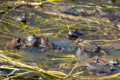 Common frog mass spawning event in the wild, close up Stock Photos