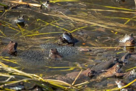 Common frog mass spawning event in the wild, close-up Stock Photos