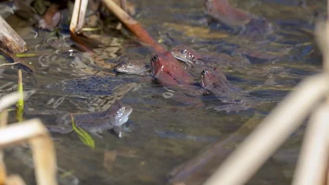 Common frog mating season, close up Stock Footage 305901912