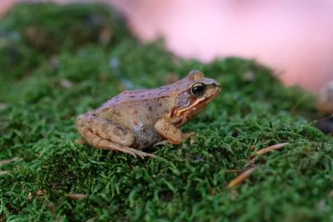 Common Frog on moss - macro shot Stock Photos