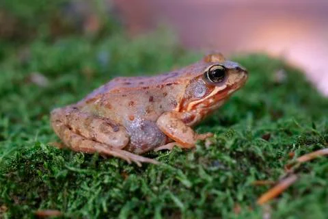Common Frog on moss Stock Photos