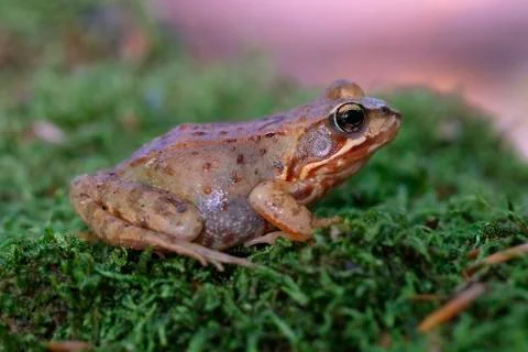 Common Frog on moss - side view Stock Photos