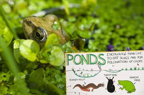 Common Frog now starting to breed much earlier in the spring due to rising te Stock Photos