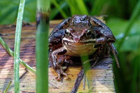 Common frog or grass frog (Rana temporaria) Foto stock