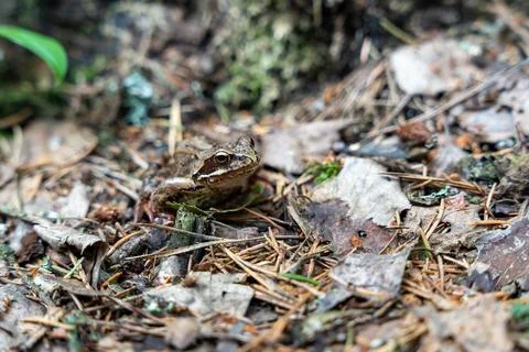 Common frog or grass frog (Rana temporaria) on a ground in forest Stock Photos