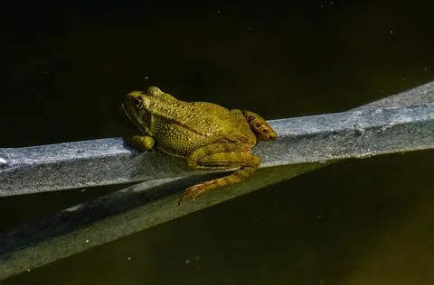 Common frog or green frog, Pelophylax perezi, sunbathing. Madrid, Spain Stock Photos