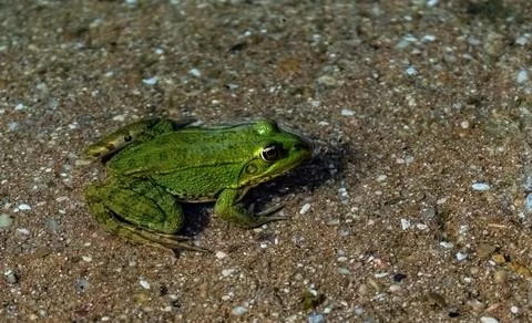 Common frog or green frog, Pelophylax perezi, sunbathing. Madrid, Spain Stock Photos